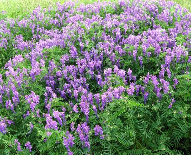 Растение вика фото как выглядит Vicia tenuifolia - Image of an specimen - Plantarium