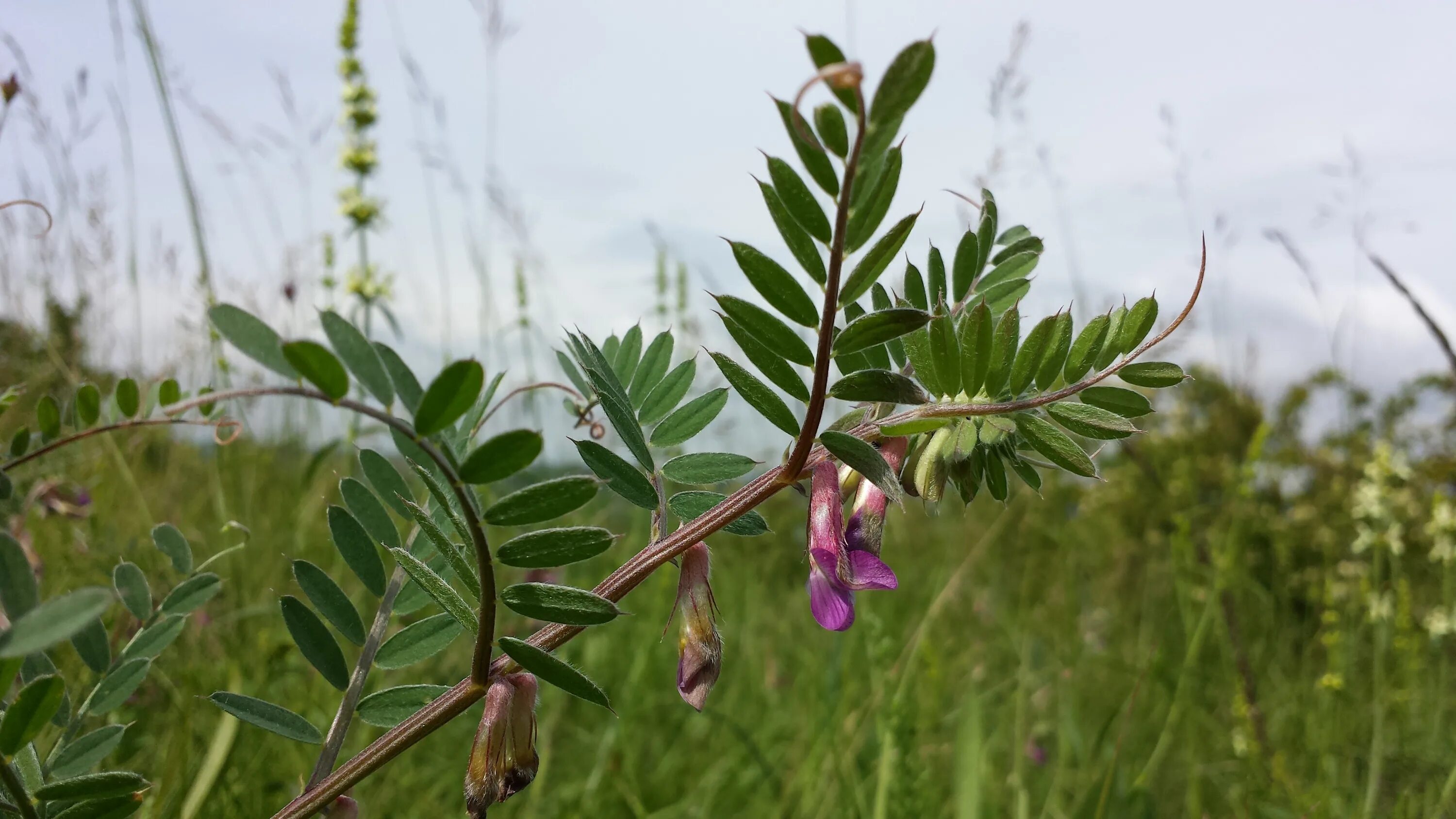 Растение вика фото как выглядит File:Vicia pannonica subsp. striata sl 2.jpg - Wikimedia Commons