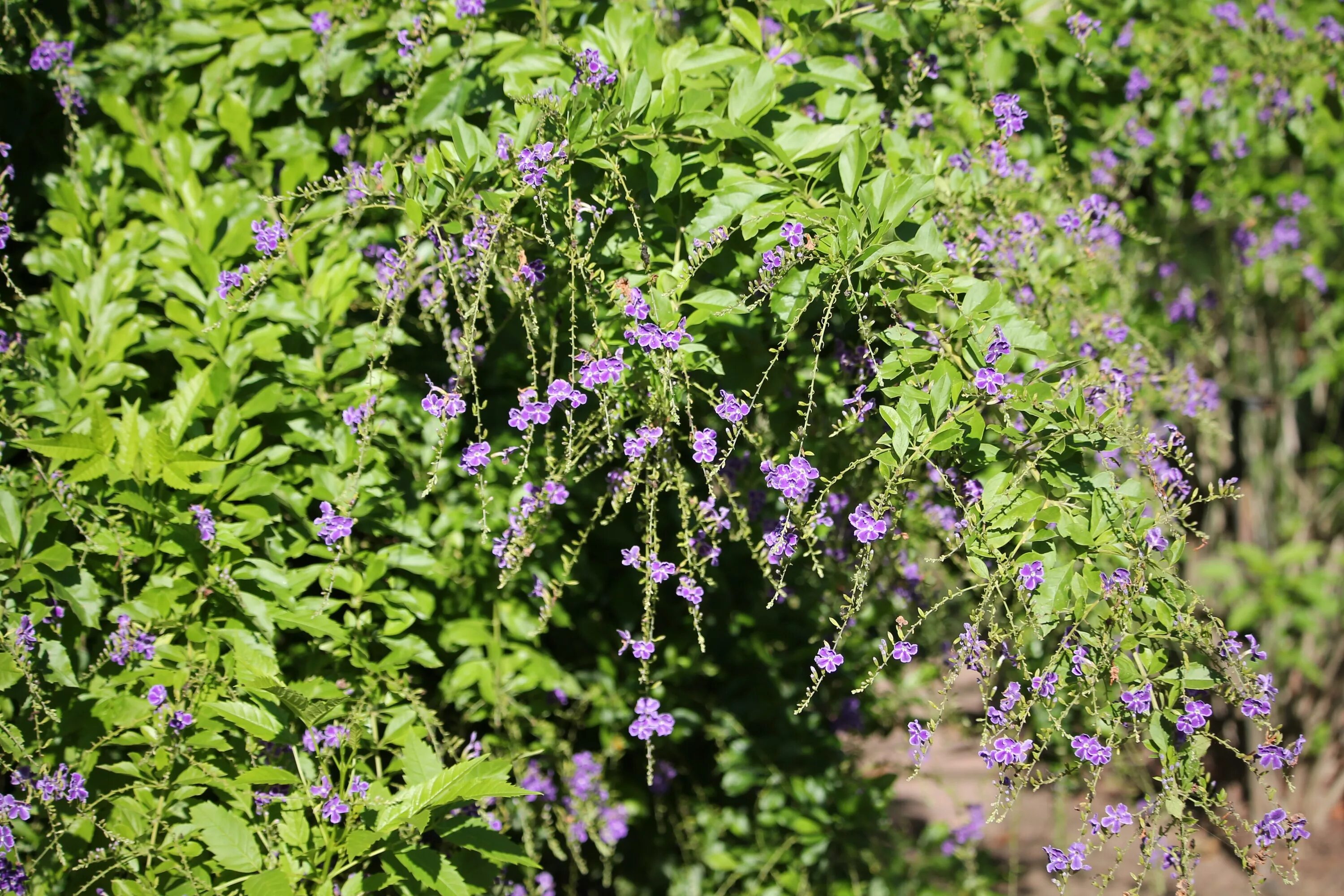 Растение восточный фото Free Images : blossom, meadow, flower, herb, botany, garden, flora, wildflower, 