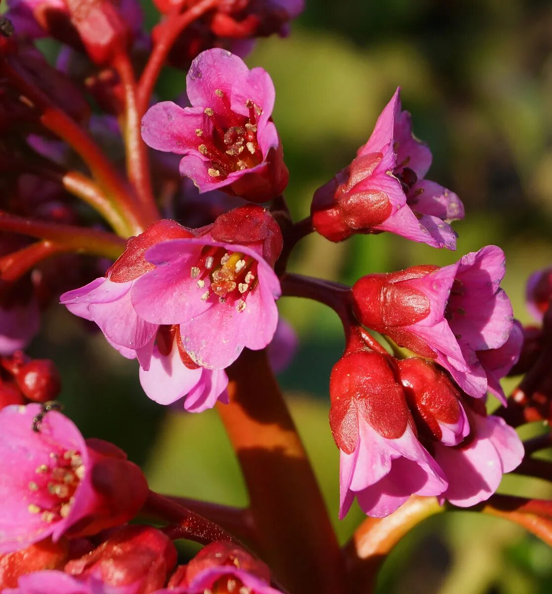 Растение восточный фото Bergenia crassifolia - Image of an specimen - Plantarium