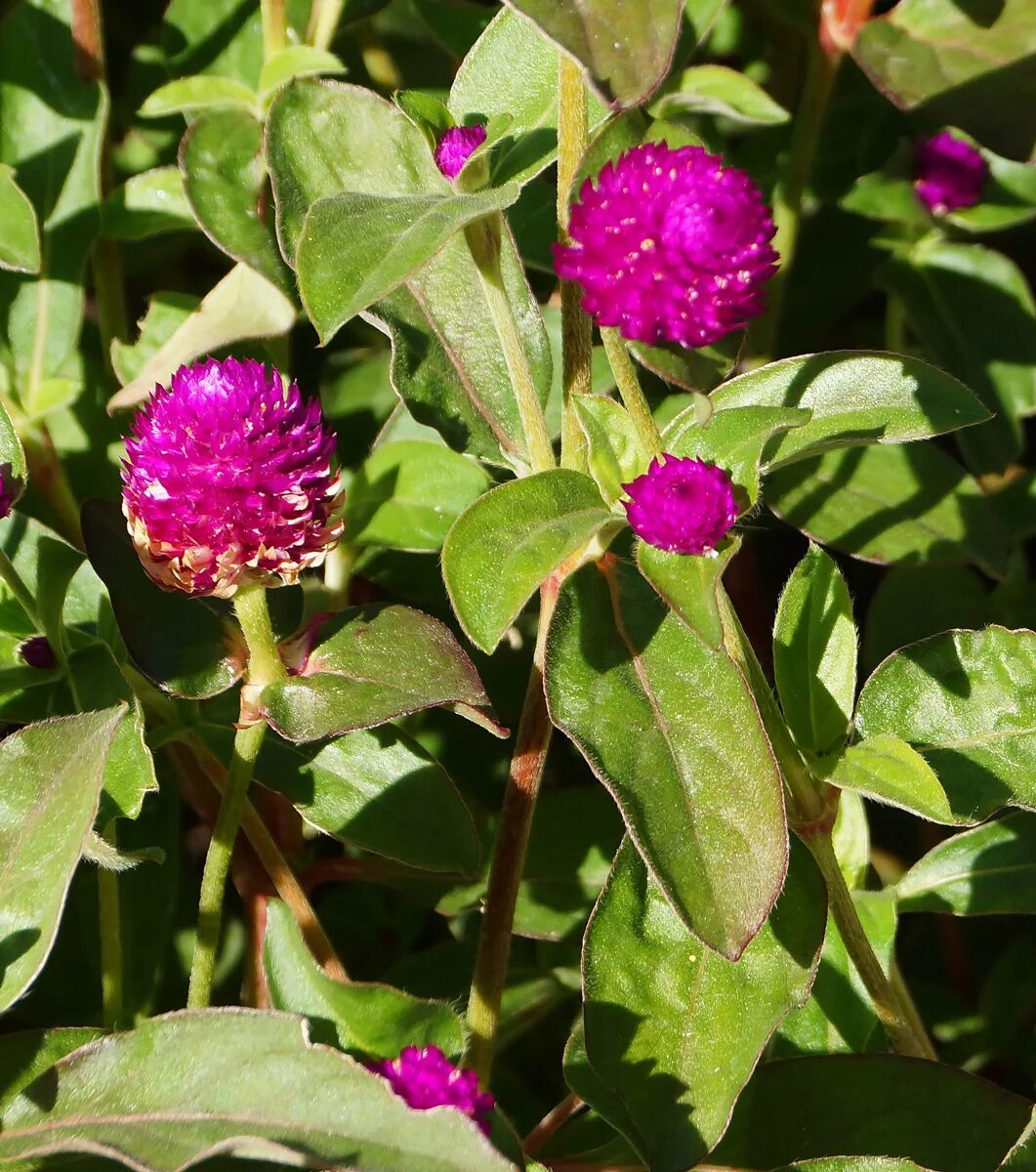 Растение восточный фото Gomphrena globosa - Image of an specimen - Plantarium