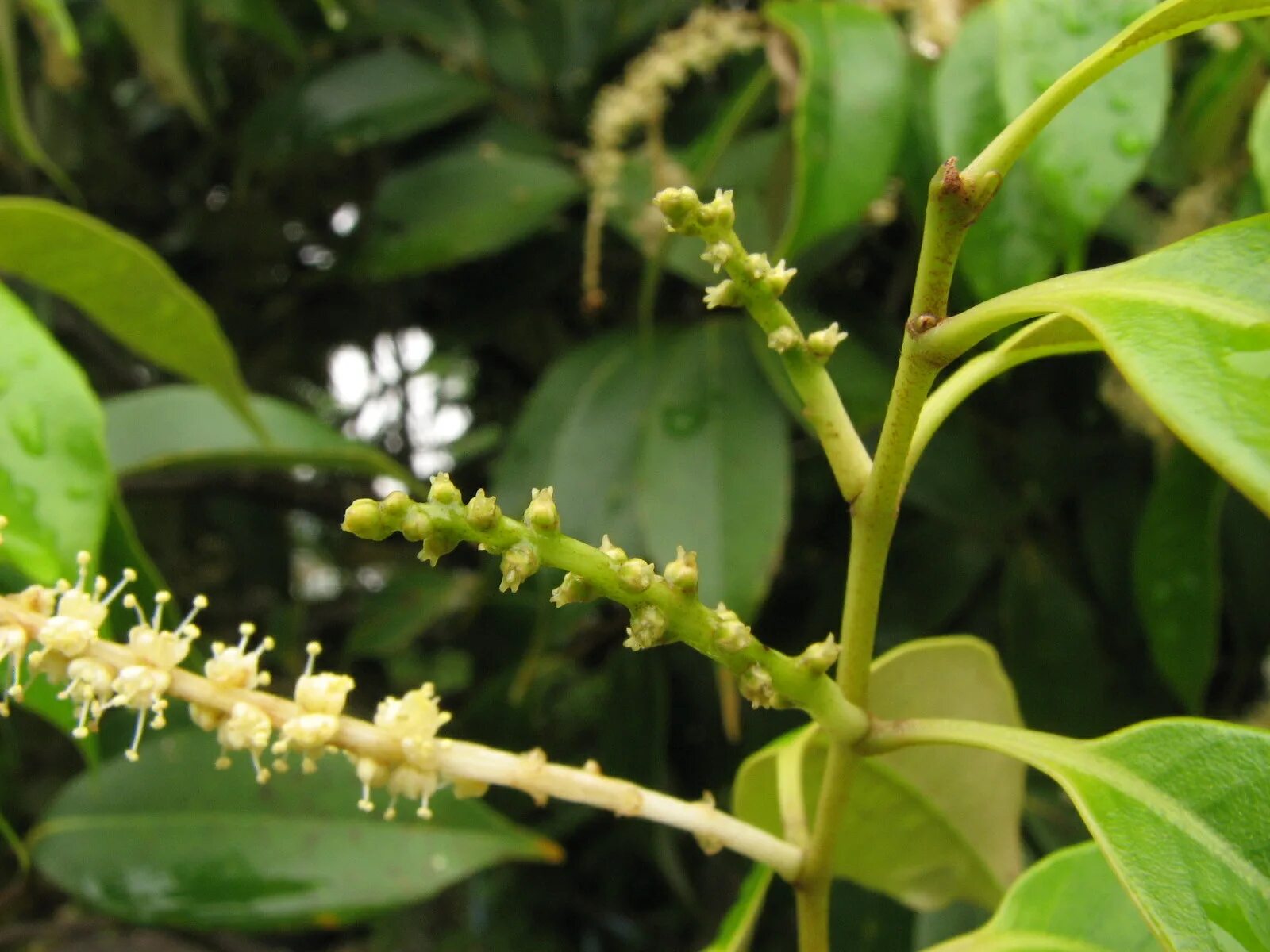 Растение восточный фото File:Castanopsis sieboldii flower female.jpg - Wikipedia