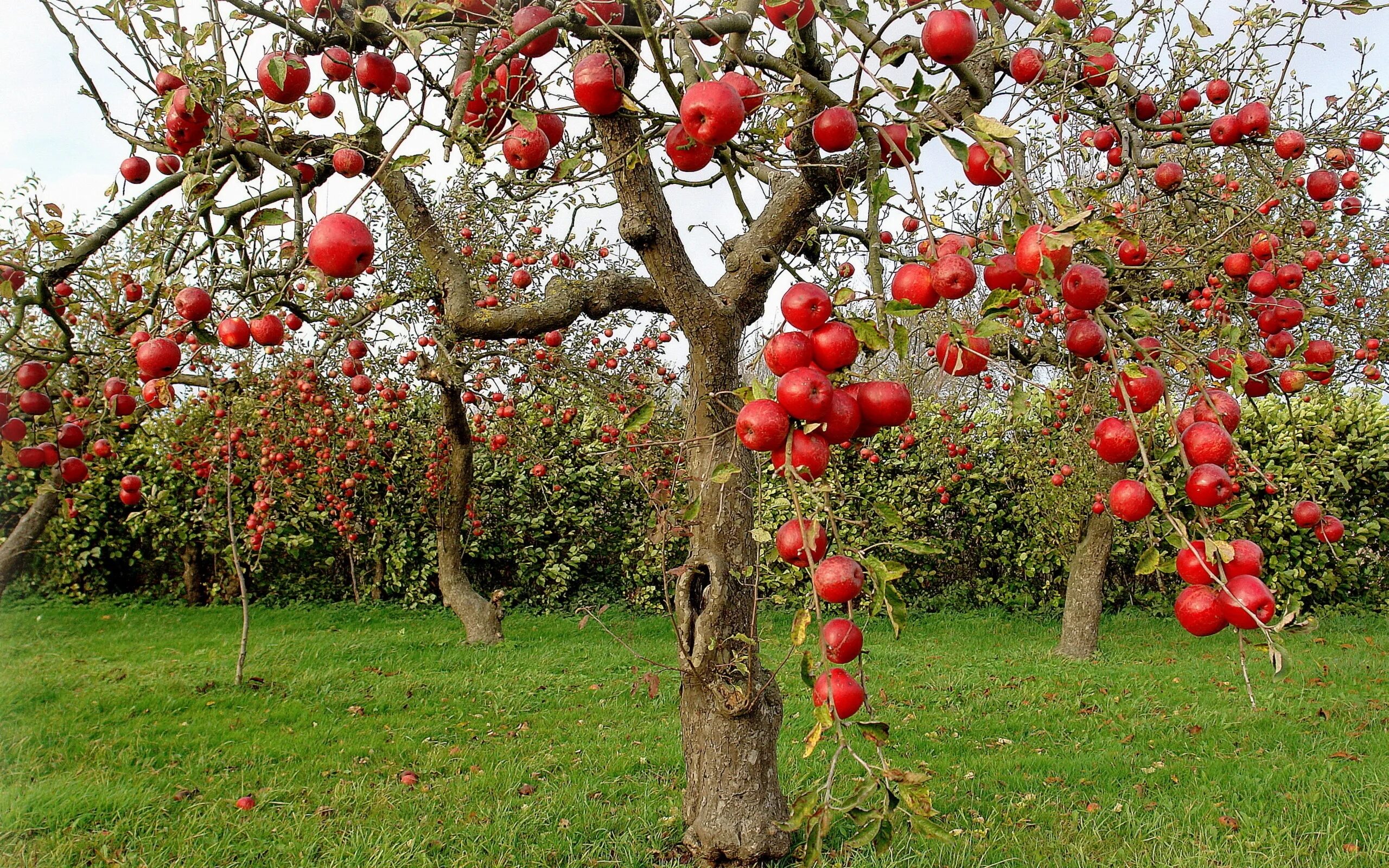 Растение яблоко фото Autumn Red Apples Desktop wallpapers 1024x1024