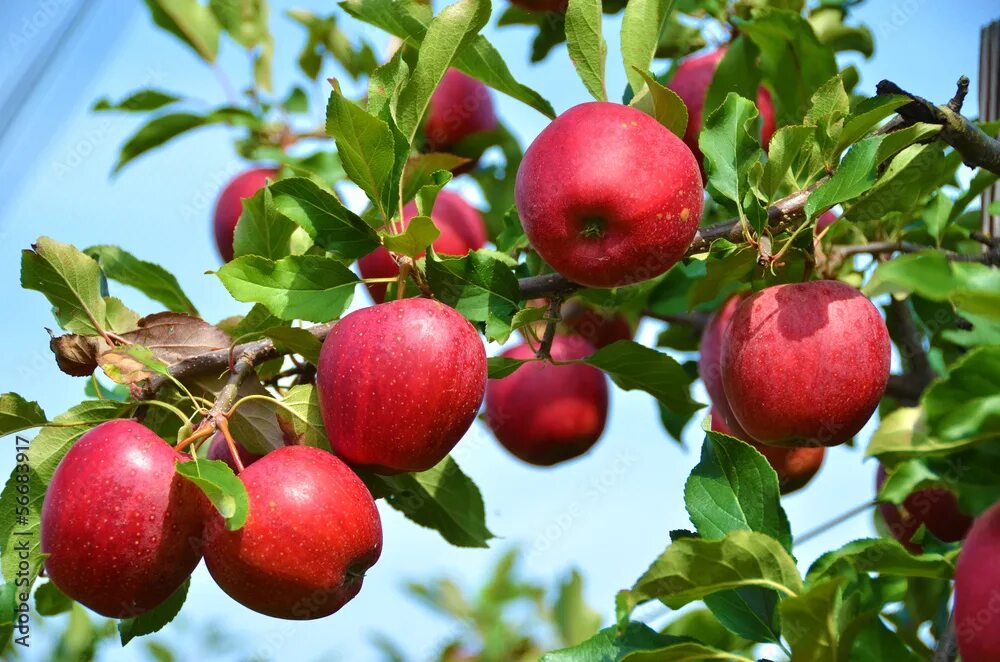 Растение яблоко фото Ripe apples on the tree Фотографія Stock Adobe Stock