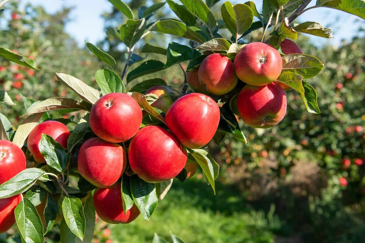 Растение яблоко фото How to plant apple trees Homes & Gardens