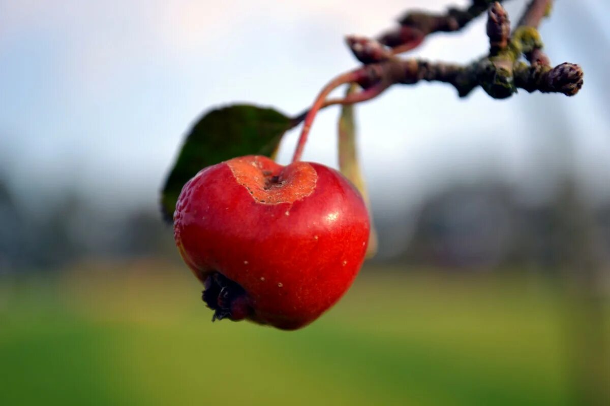 Растение яблоко фото Free Images : nature, branch, blossom, fruit, berry, leaf, flower, ripe, food, r