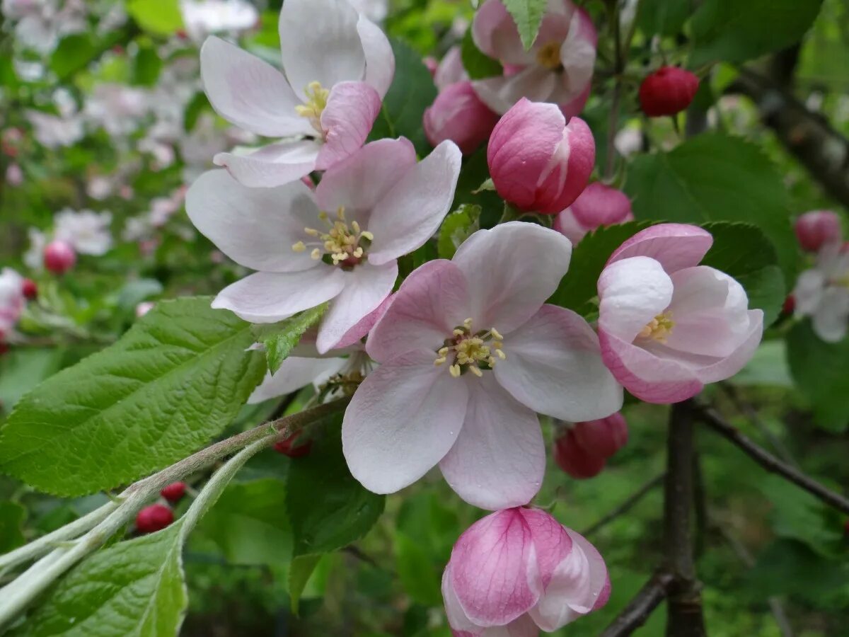 Растение яблоко фото Free Images : flower, petal, bloom, food, produce, botany, flora, shrub, apple t