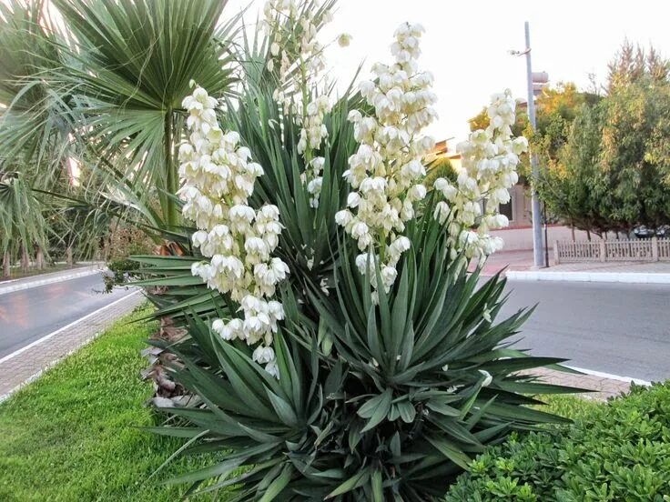 Растение юкка фото и описание что такое YUKKA'MIN CEZASI Yucca gloriosa, Blooming succulents, Flower garden