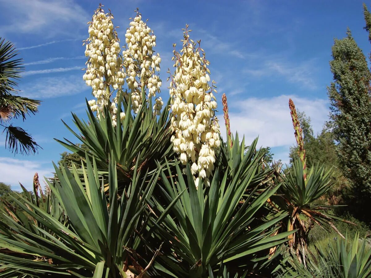 Растение юкка фото и описание что такое Юкка садовая (Yucca) - купите саженцы в контейнере в Краснодаре - Прекраснодар -