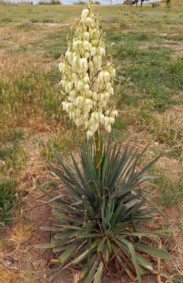 Растение юкка фото и описание что такое Yucca gloriosa - Image of an specimen - Plantarium