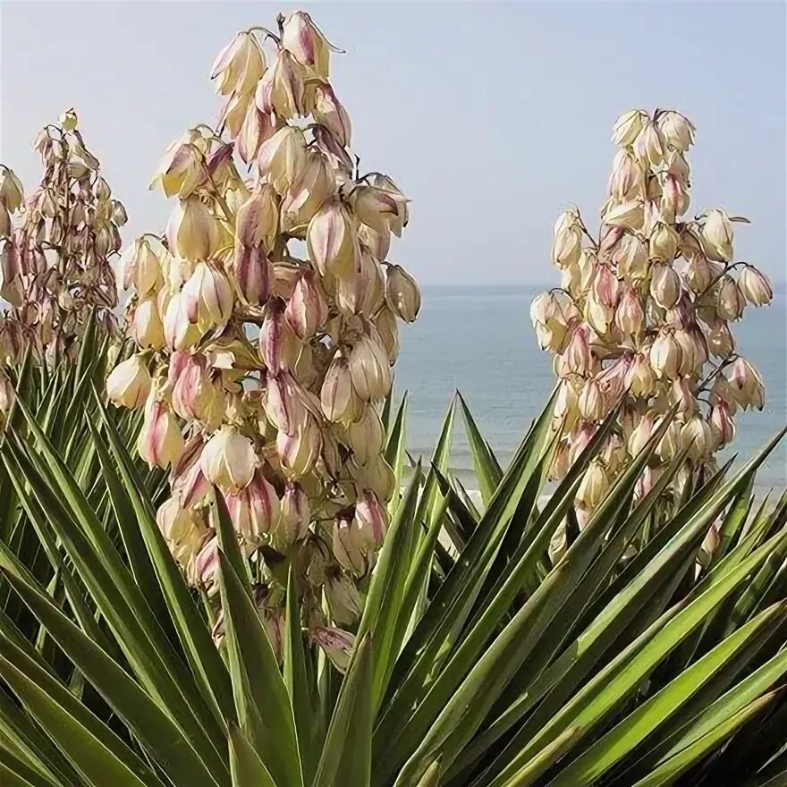 Растение юкка фото и описание что такое Buy Coastal Plants For Seaside Gardens by Crocus Yucca filamentosa, Yucca, Flowe