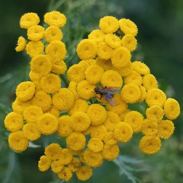 Растение желтого цвета фото Pietaryrtti Tanacetum Vulgare - Free photo on Pixabay Bloemzaden, Planten, Bloei