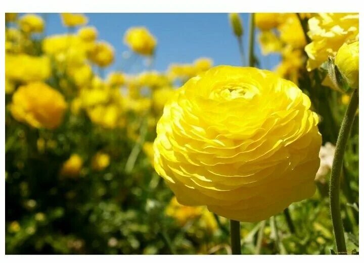 Растение желтого цвета фото Ранункулюс (Лютик) азиатский Йеллоу/RANUNCULUS ASIATIC YELLOW, р-р 7/8, 5шт, Эко