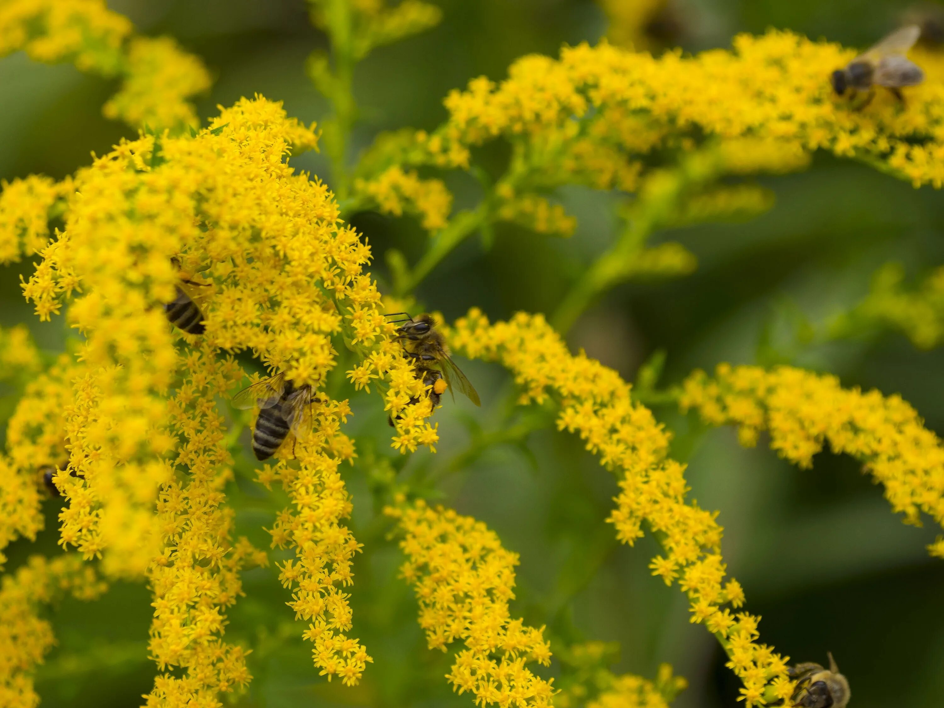 Растение желтого цвета фото Free Images : nature, blossom, flower, pollen, food, herb, produce, vegetable, y