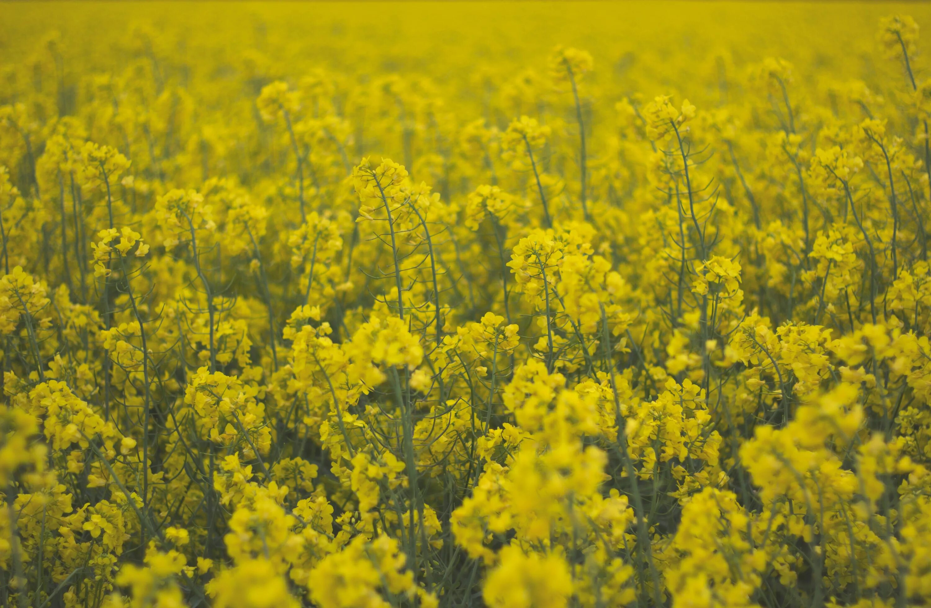 Растение желтого цвета фото Wallpaper : food, flowers, plants, field, yellow, Rapeseed, flower, canola, agri