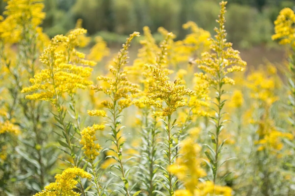 Растение желтого цвета фото Free Images : field, meadow, prairie, flower, food, herb, produce, vegetable, cr