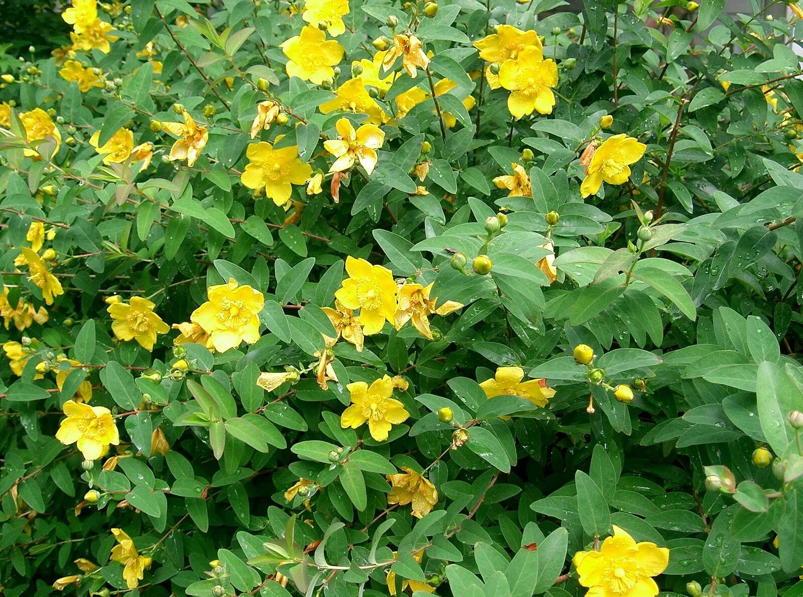 Растение желтого цвета фото File:Hypericum Hidcote2.jpg - Wikimedia Commons