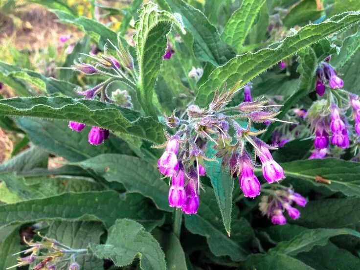 Растение живокост как выглядит True Comfrey Organic seeds, Comfrey, Comfrey plant