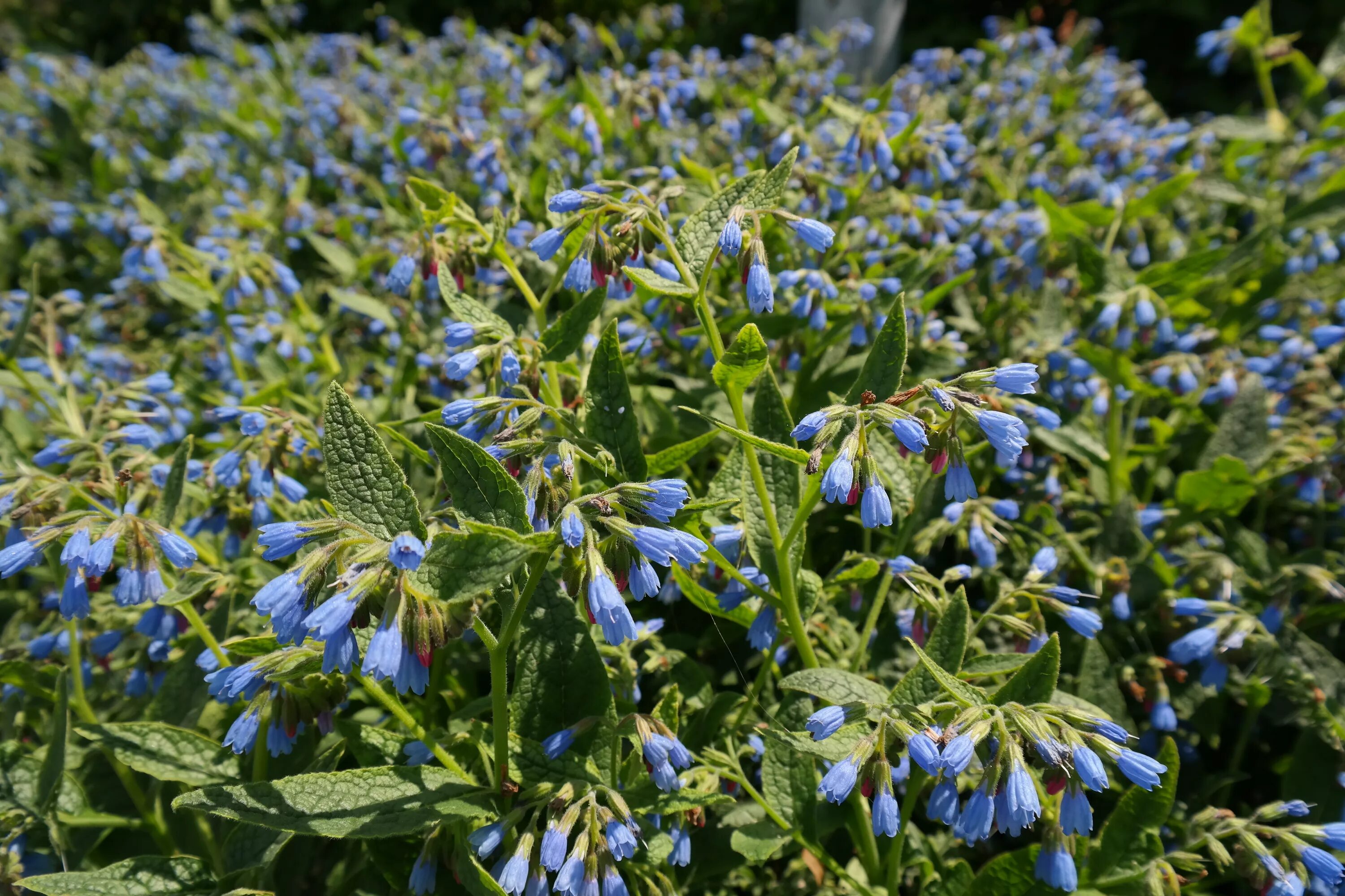 Растение живокост как выглядит Free Images : blossom, meadow, flower, bloom, bell, herb, crop, botany, blue, ha