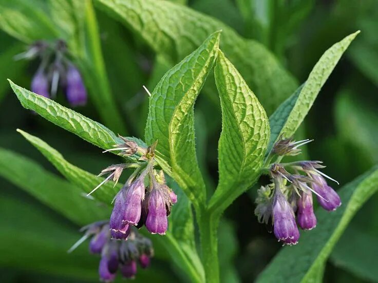 Растение живокост как выглядит A fekete nadálytő egyedülálló élettani hatásai Comfrey, Organic seeds, Plants