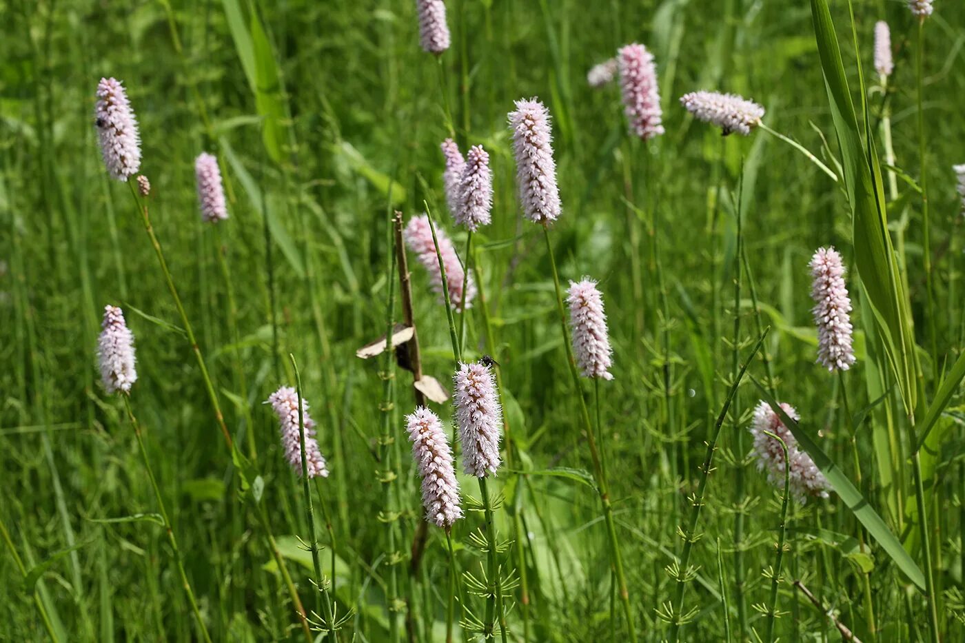 Растение змеевик как выглядит Bistorta officinalis - Image of an specimen - Plantarium