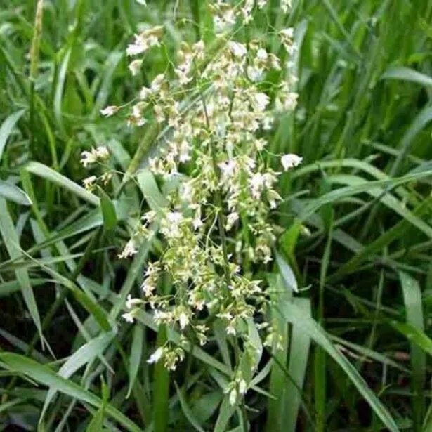 Растение зубровка как выглядит Hierochloe odorata - Herbe aux bisons Herbs, Bison