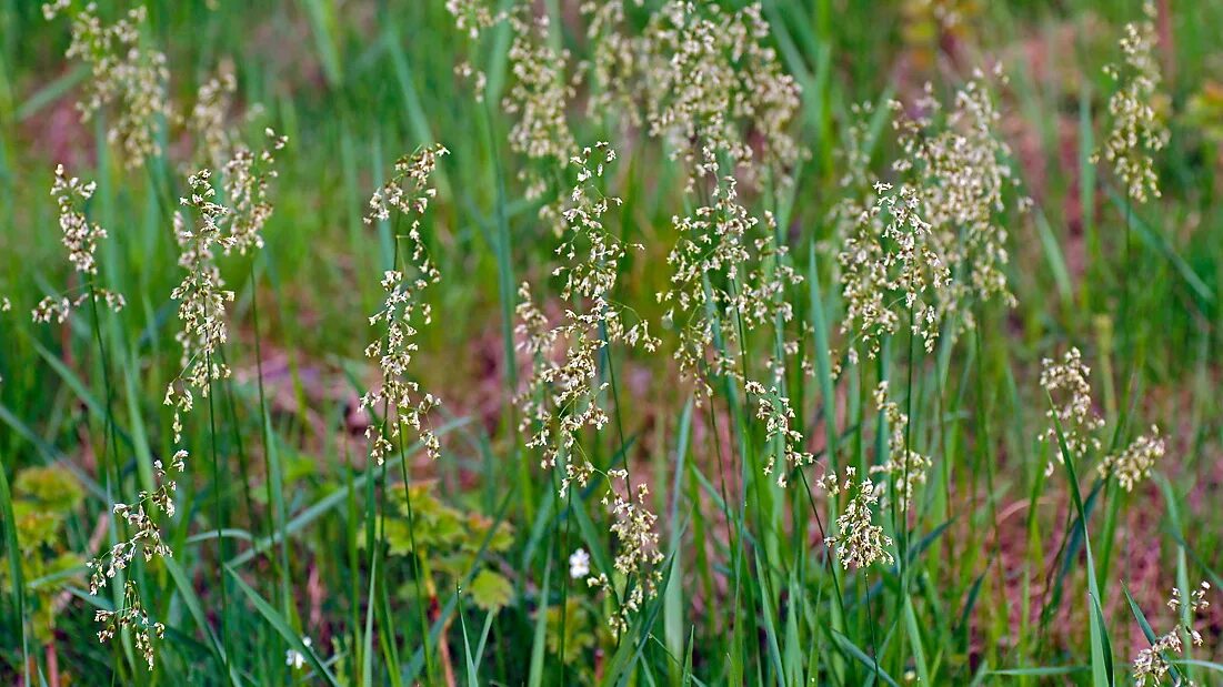 Растение зубровка как выглядит Зубровка душистая (Hierochloe odorata) питомник Дикие травы