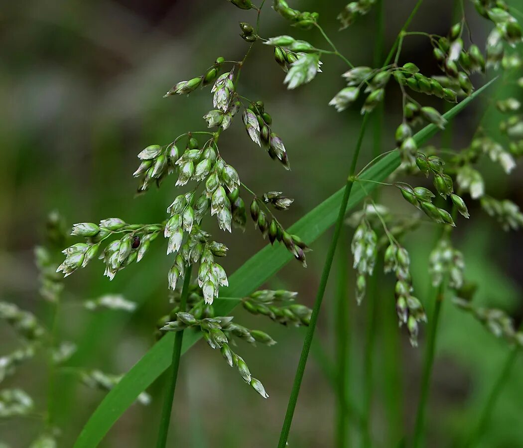 Растение зубровка как выглядит Hierochloe odorata - Image of an specimen - Plantarium