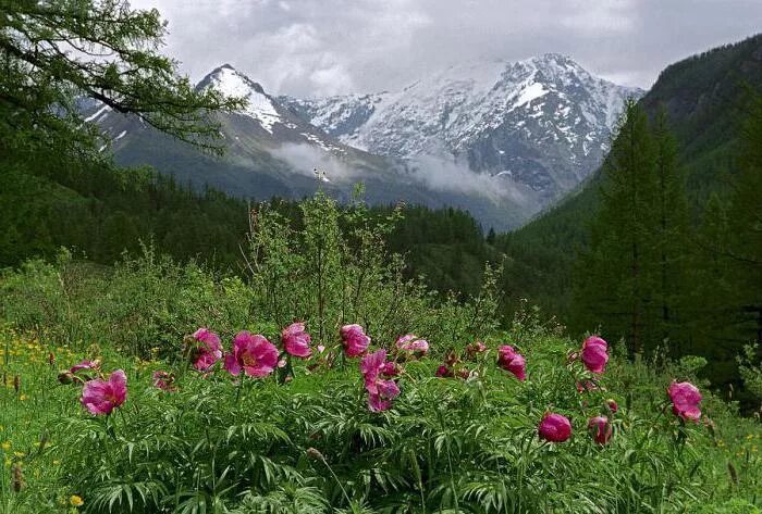 Растения алтайского заповедника фото Mountain peony, a plant from the red book