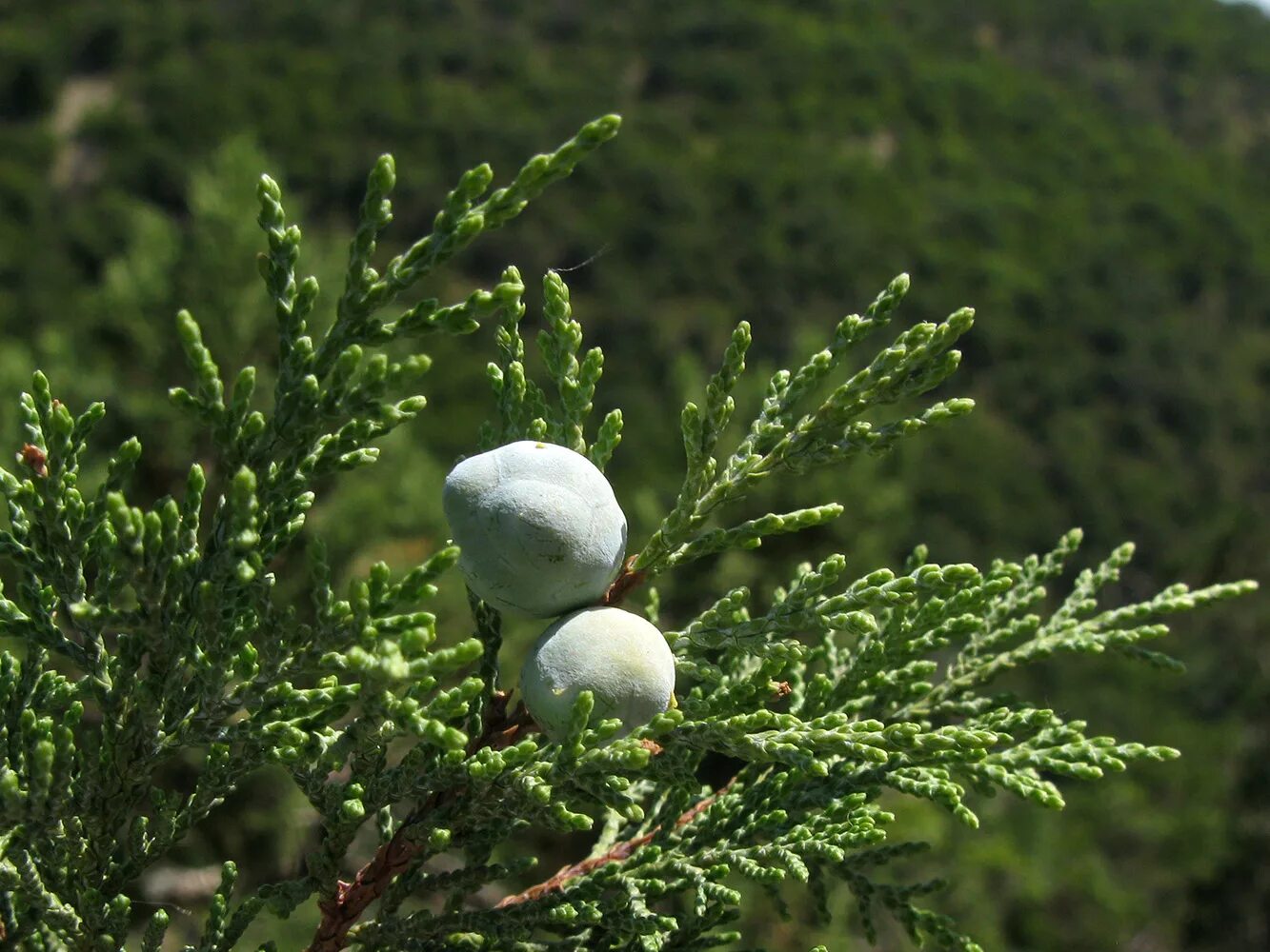 Растения анапы фото и названия Juniperus excelsa - Image of an specimen - Plantarium