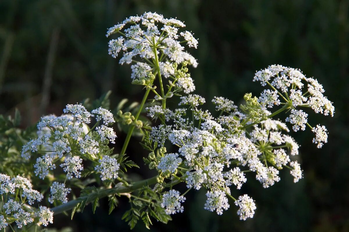 Растения болиголов как выглядит Conium maculatum - Image of an specimen - Plantarium