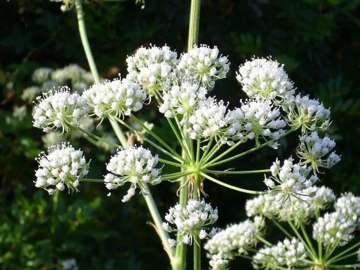 Растения болиголов как выглядит Queen Anne's Lace: An Interesting and Beautiful Wildflower Queen annes lace, Wil