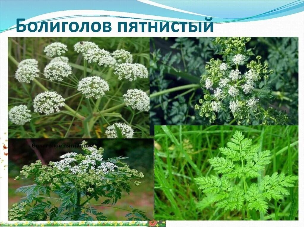 Poison Hemlock Poisonous plants, Deadly plants, Plants