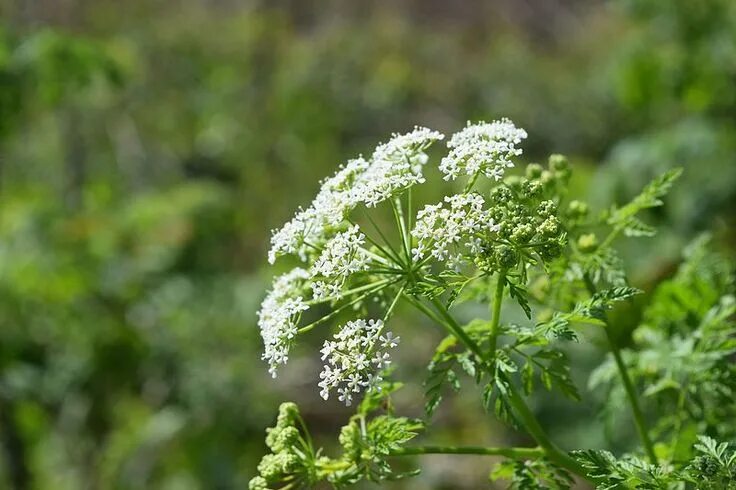 Растения болиголов как выглядит Poison Hemlock Poisonous plants, Deadly plants, Plants