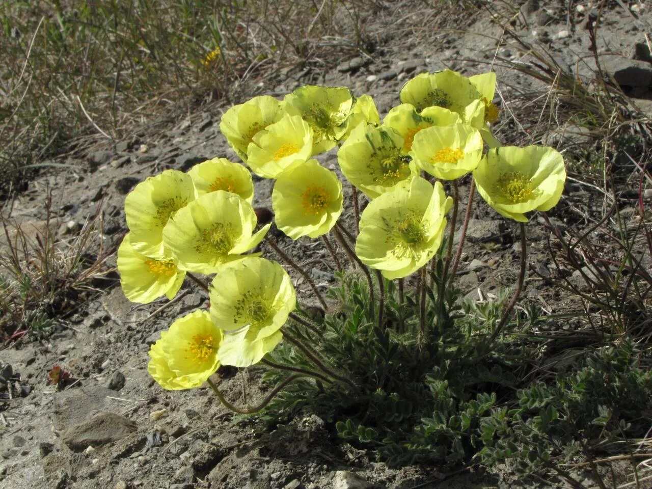 Растения большого арктического заповедника фото MW0158586, Papaver pulvinatum (Мак подушковидный), specimen