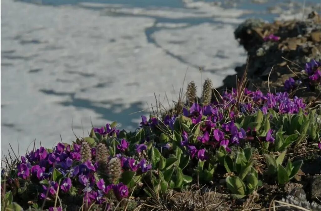 Растения большого арктического заповедника фото RUSSIAN ARCTIC NATIONAL PARK Dan4ik Дзен