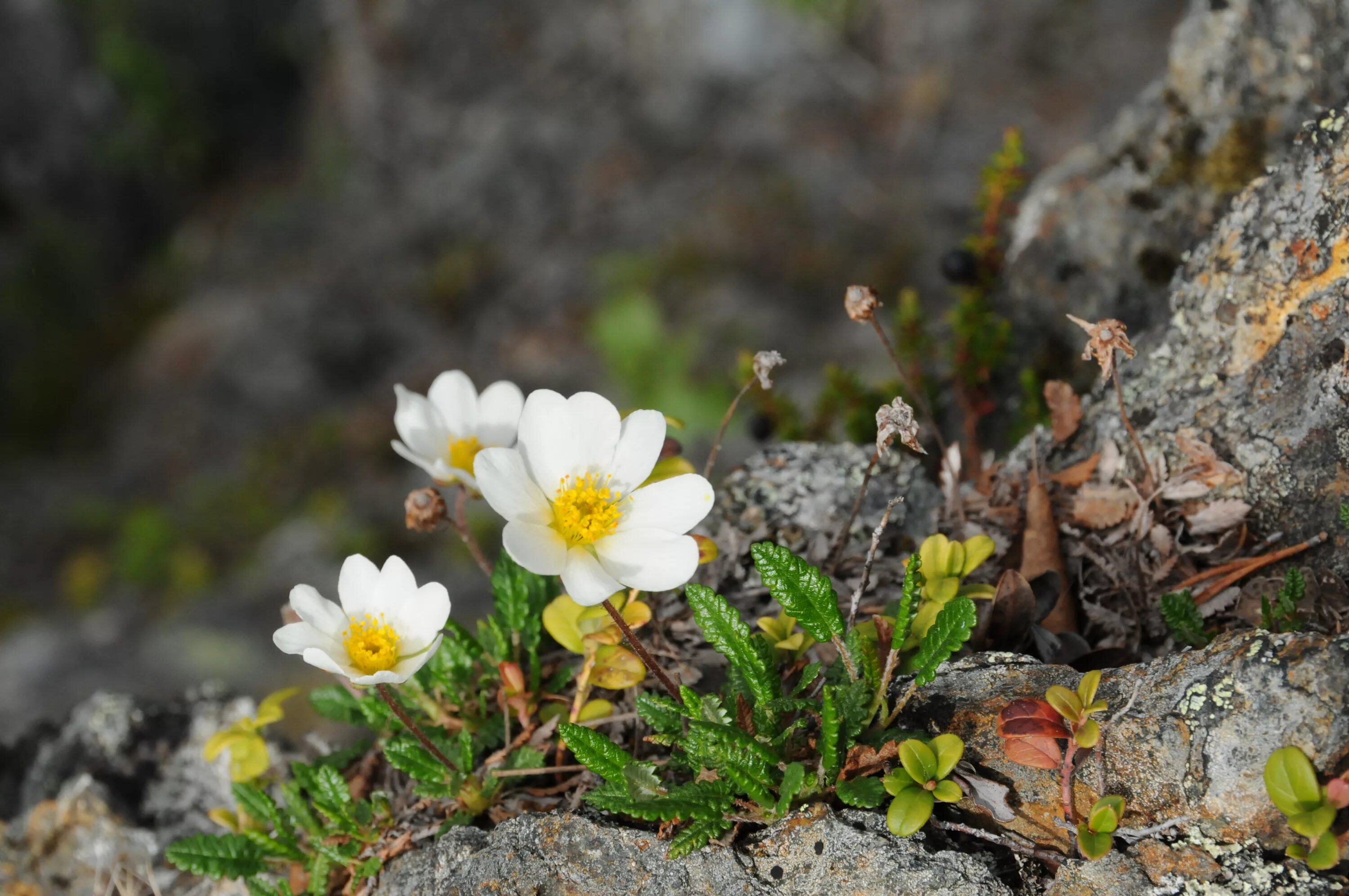 Растения большого арктического заповедника фото File:Dryas octopetala at Märkforsen in Laisälven river, Märkberget nature reserv