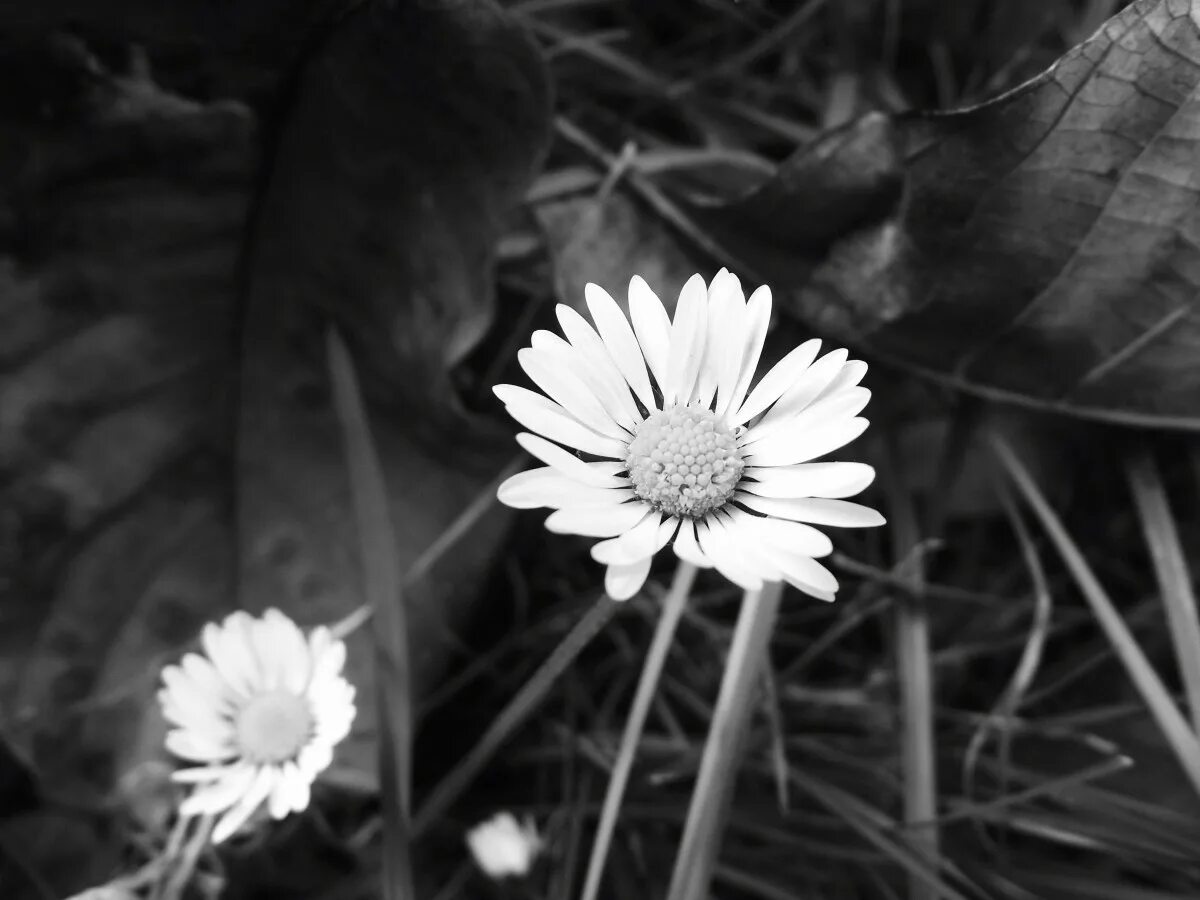 Растения черно белое фото Free Images : nature, black and white, leaf, flower, petal, clear, contrast, bot