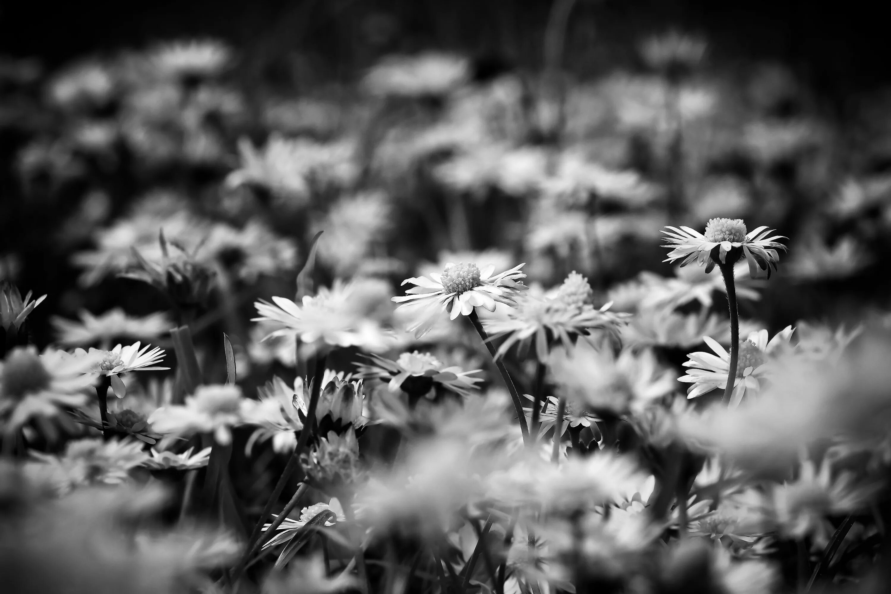 Растения черно белое фото Free Images : nature, branch, blossom, black and white, meadow, dandelion, sunli