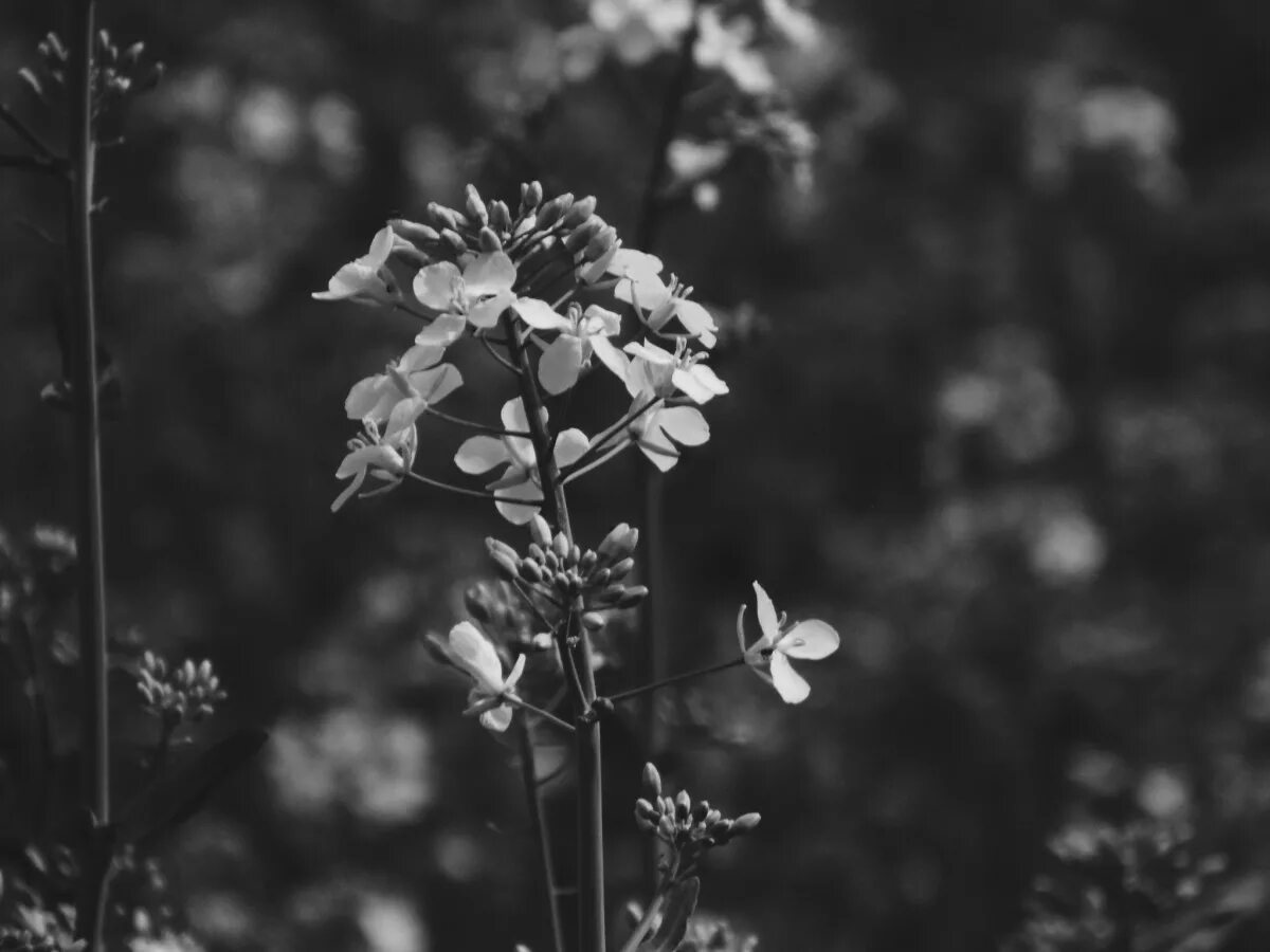 Растения черно белое фото Free Images : nature, branch, blossom, black and white, sunlight, leaf, flower, 