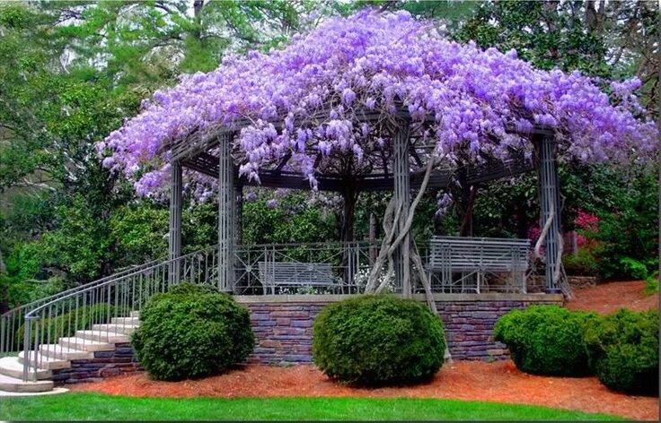 Растения для дачи фото и названия Wisteria dome Dream garden, Beautiful gardens, Garden vines