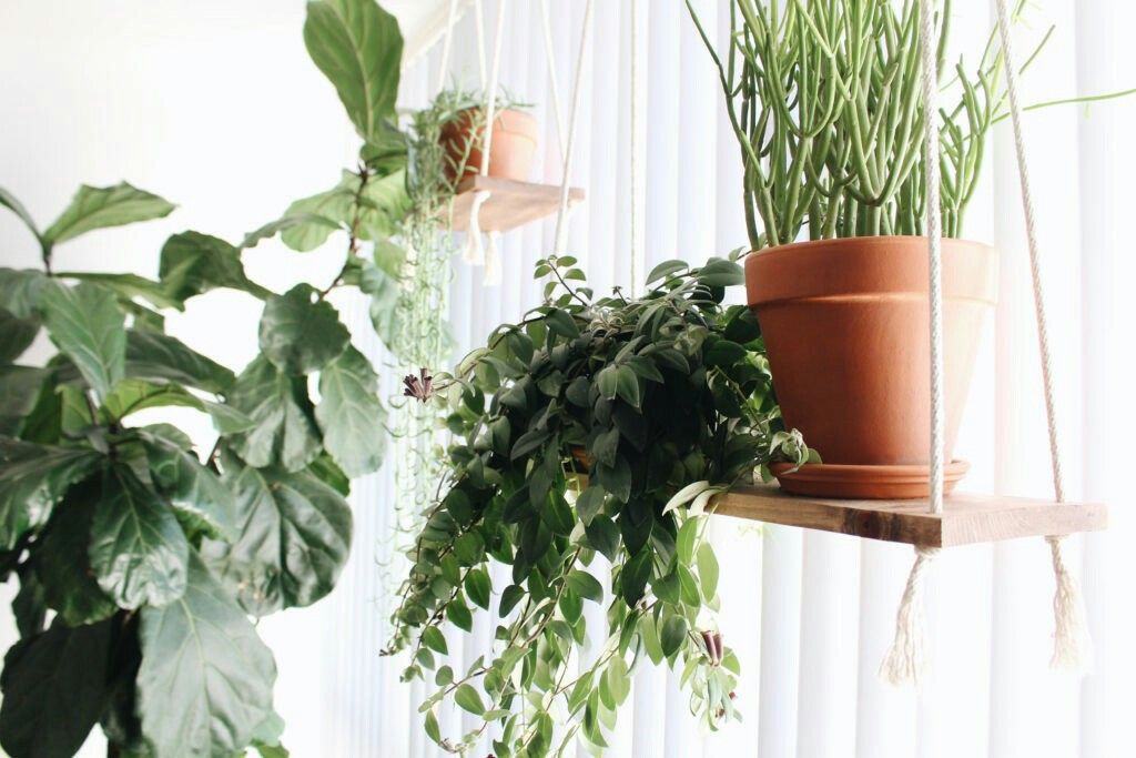 Растения для декора дома Displaying house plants. Hanging plants, Window plants, Hanging plants indoor