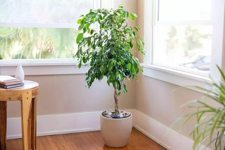 Растения для квартиры фото This Is How to Grow and Care for Healthy Ficus Trees Arbre intérieur, Ficus, Pla