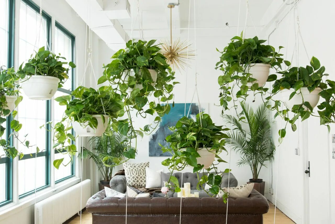 Растения для квартиры фото Noa Santos & Will Nathan of Homepolish - Design Milk Interior plants, Plant wall