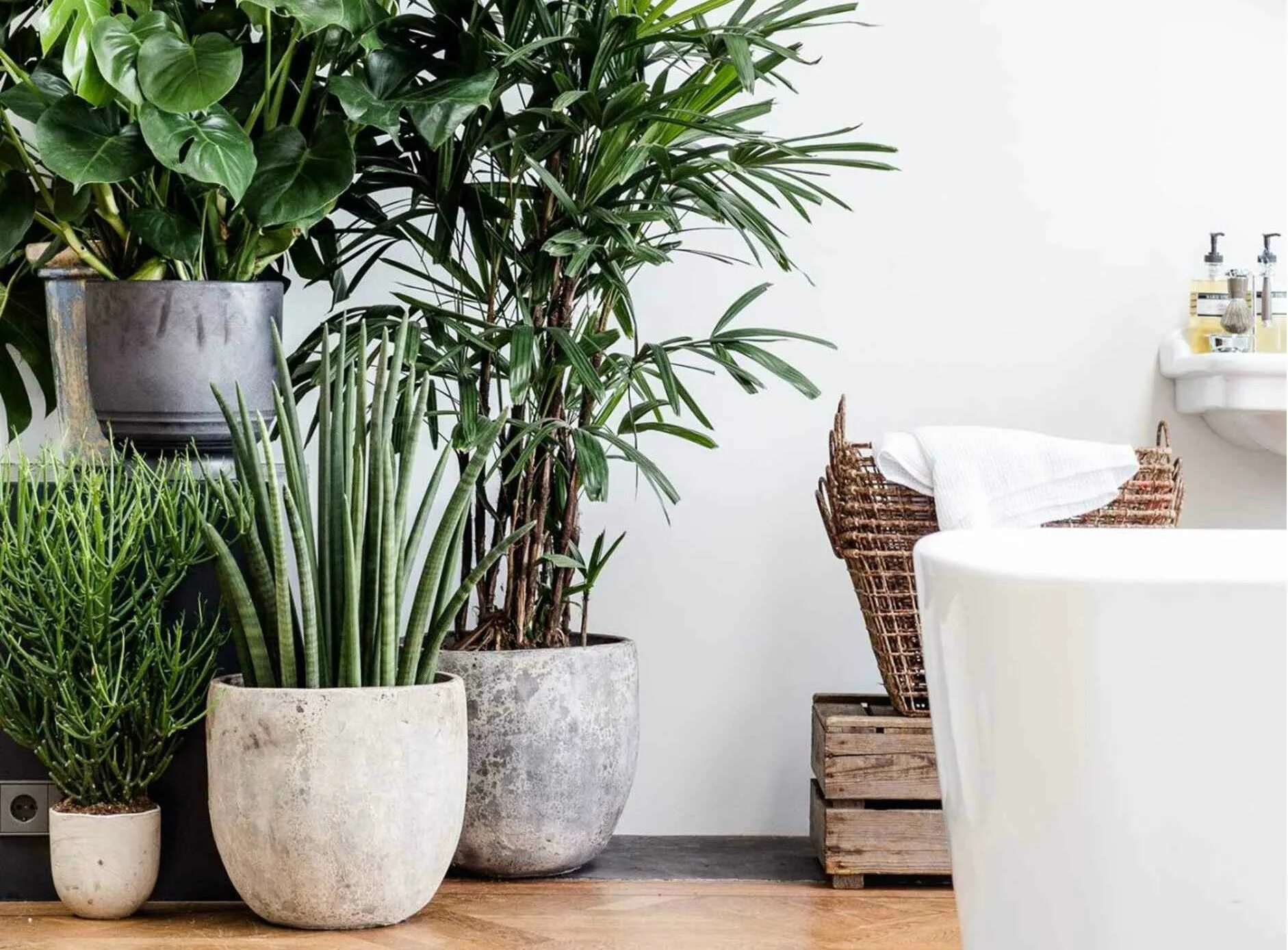 Растения для квартиры фото Тенелюбивые комнатные растения названия и фото Indoor plants, Plants, Plant desi