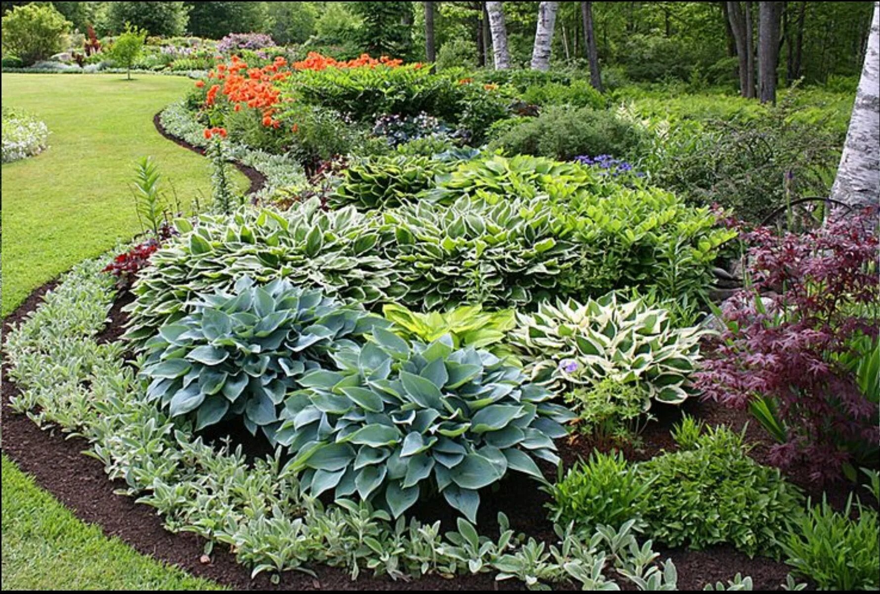 Растения для ландшафтного дизайна фото и названия Hostas and Lambs Ears Outdoor Plants for Your Backyard Landscaping