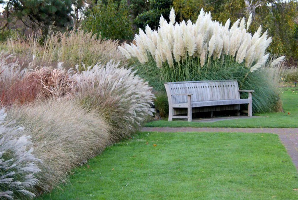 Растения для ландшафтного дизайна купить Ziergräser für den Garten: Die 10 schönsten - Plantura Grasses landscaping, Gras