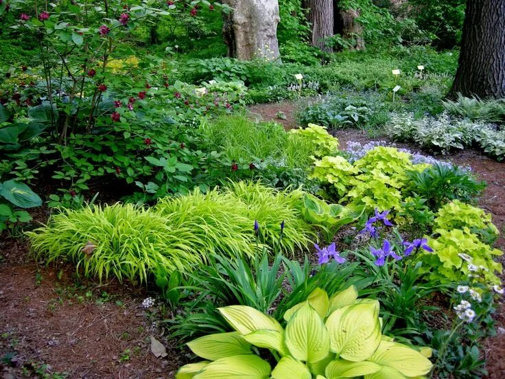 Растения для сада фото Shade garden design, Shade landscaping, Shade garden