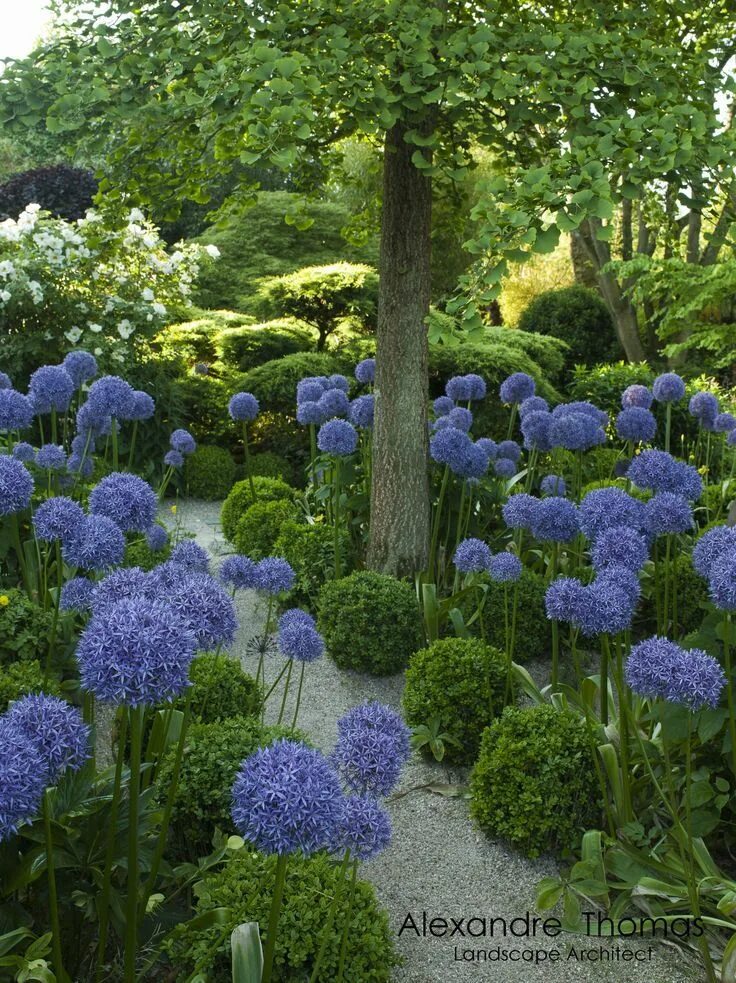 Растения для сада фото и названия Agapanthus line the path ... Plants, Beautiful gardens, Garden inspiration