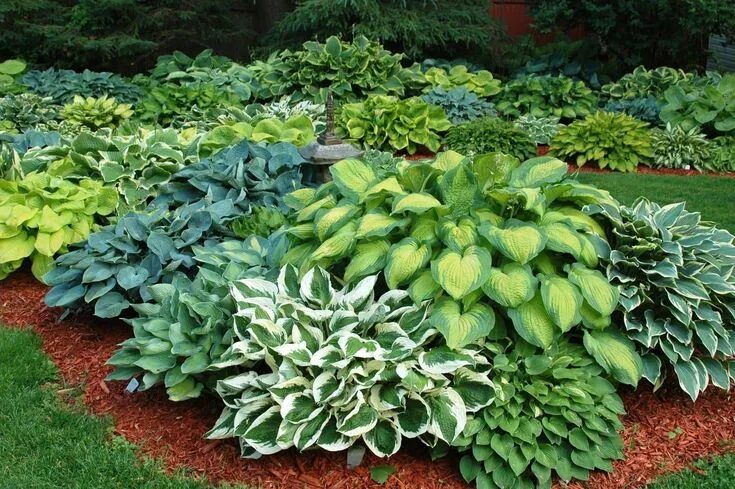 Растения для сада фото и названия Hosta Seeds - American Hybrids AKA Platain Lily, White Flowers ,Perennial shade 